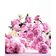 JO MALONE  PEONY & BLUSH SET  100ML