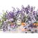 JO MALONE  WILD BLUEBELL EDC  100ML