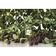 JO MALONE  BLACKBERRY &  SET  100ML